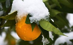 柑橘入冬護葉怎么做？